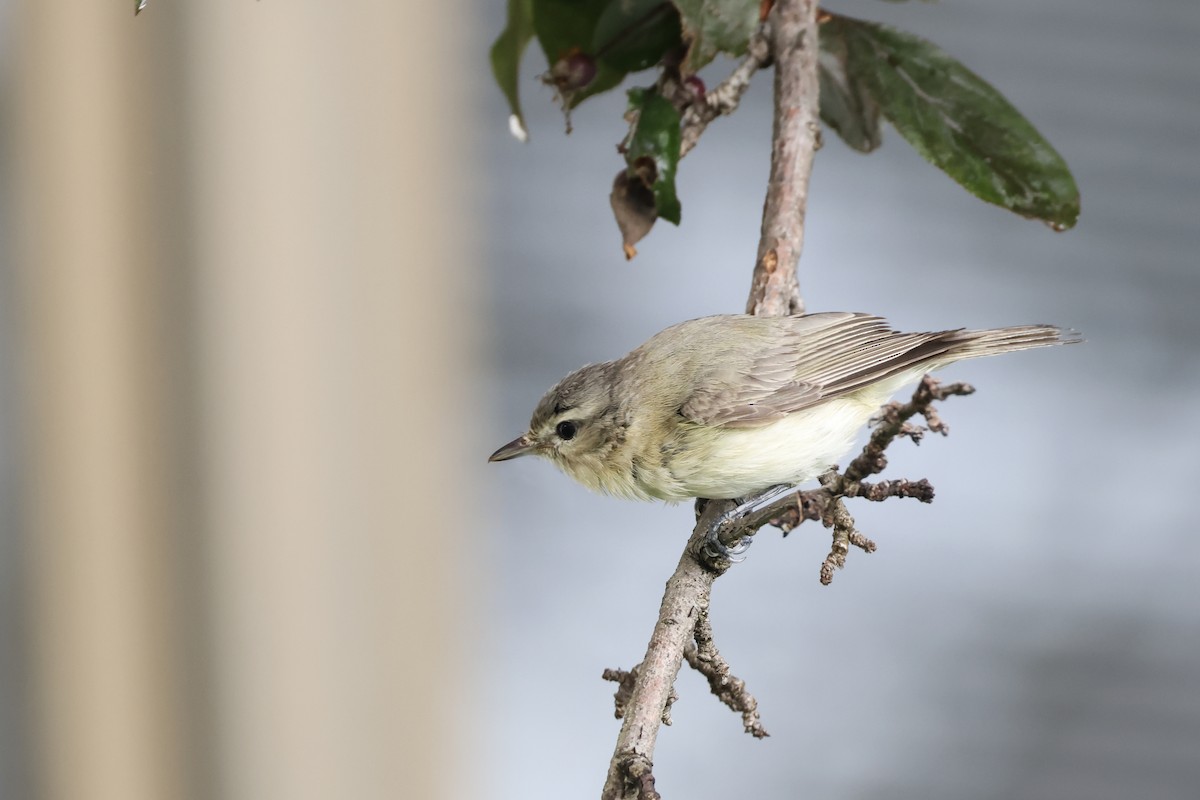 Warbling Vireo (Eastern) - ML636426119