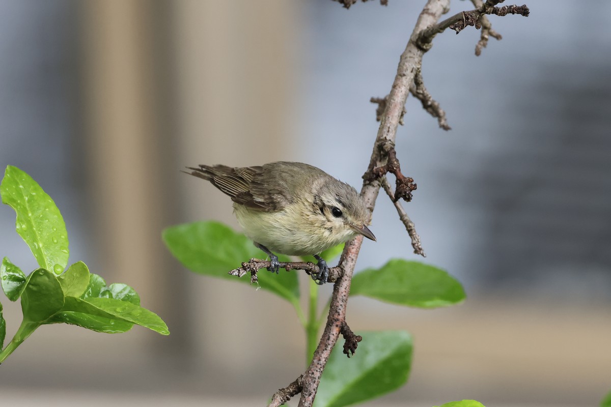 Warbling Vireo (Eastern) - ML636426120