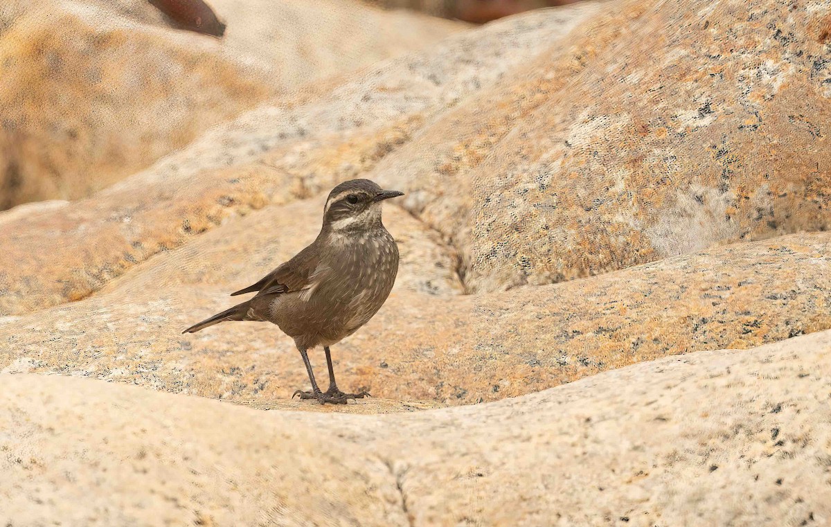 Seaside Cinclodes - ML636426204