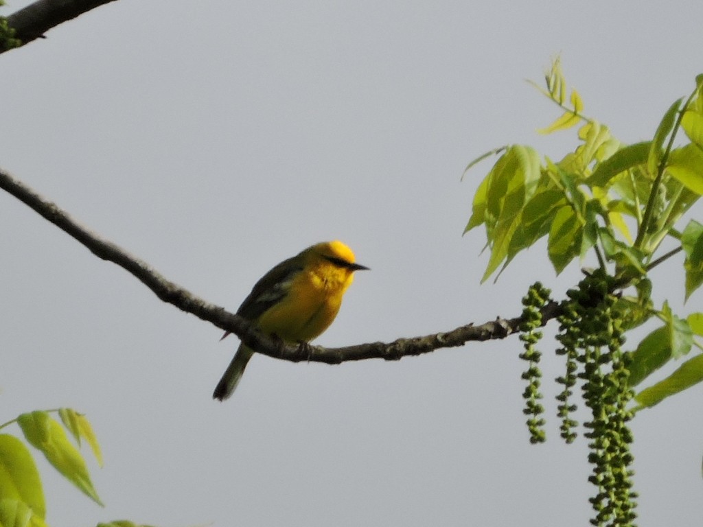 Blue-winged Warbler - ML636426245
