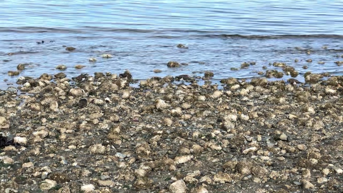 Black Turnstone - ML636426256