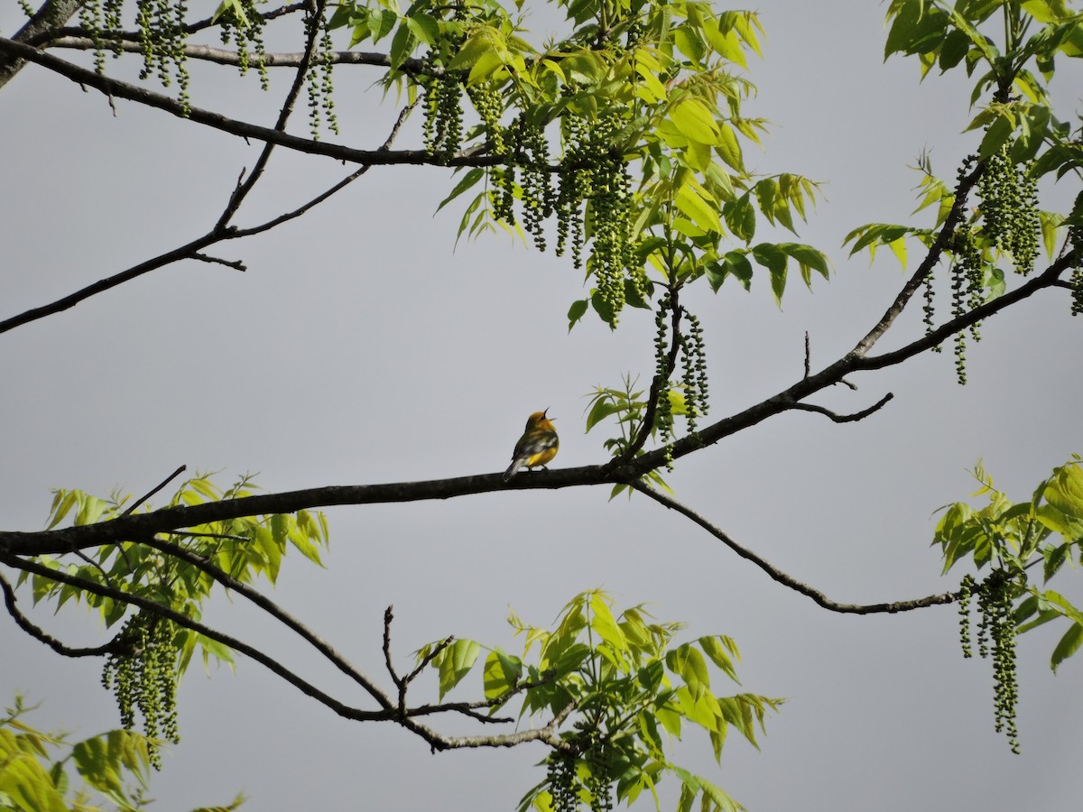 Blue-winged Warbler - ML636426283