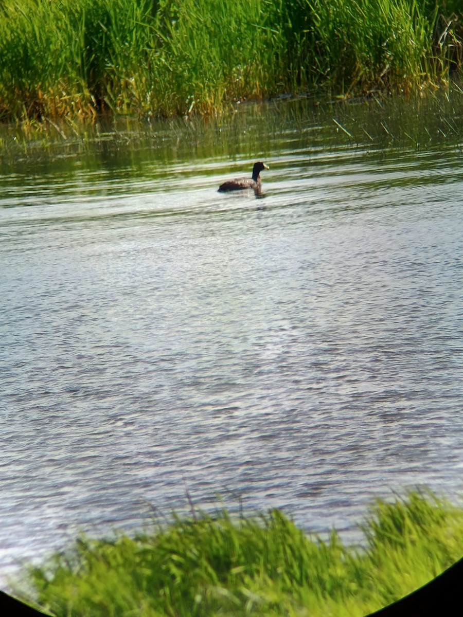American Coot - ML636426419
