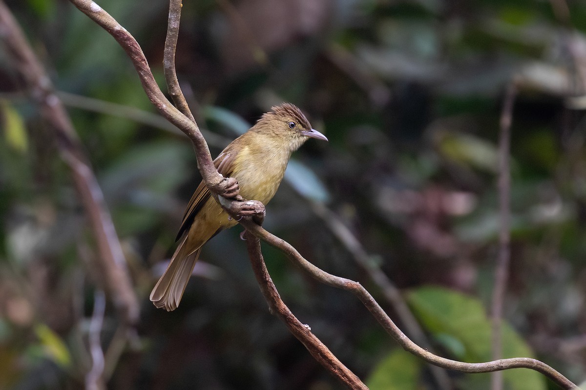 Cachar Bulbul - ML636426503