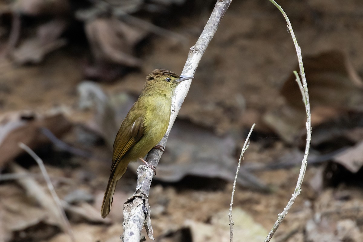 Cachar Bulbul - ML636426504