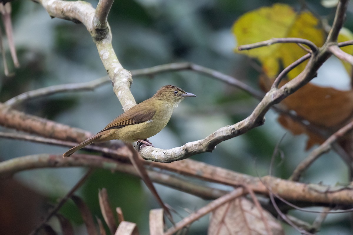 Cachar Bulbul - ML636426506