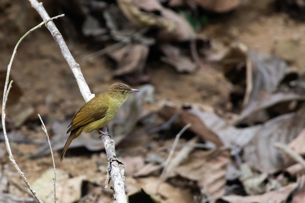 Cachar Bulbul - ML636426507