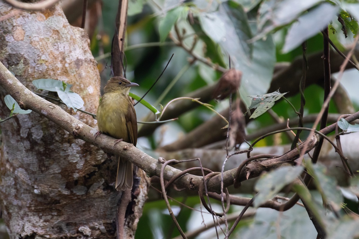 Cachar Bulbul - ML636426508