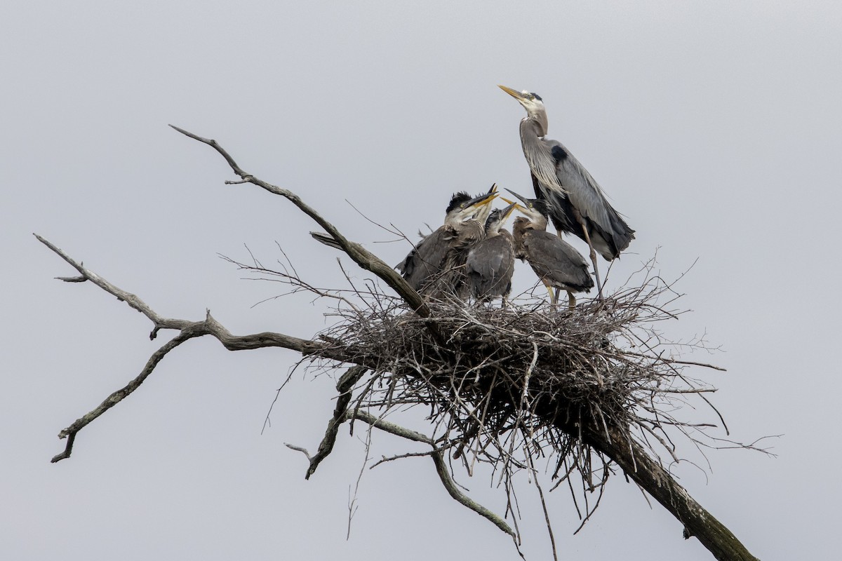 Great Blue Heron - ML636426662