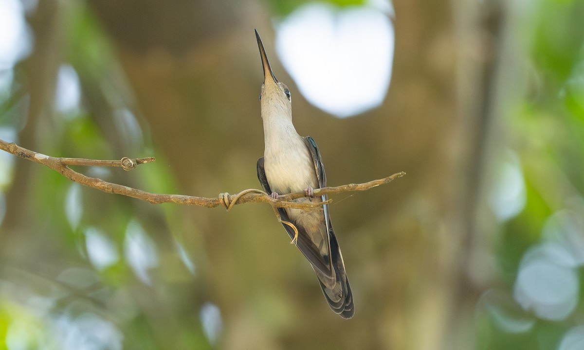 Wedge-tailed Sabrewing (Long-tailed) - ML636426671