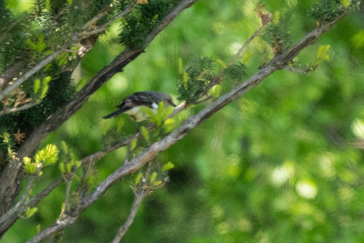 Northern Mockingbird - ML636426705