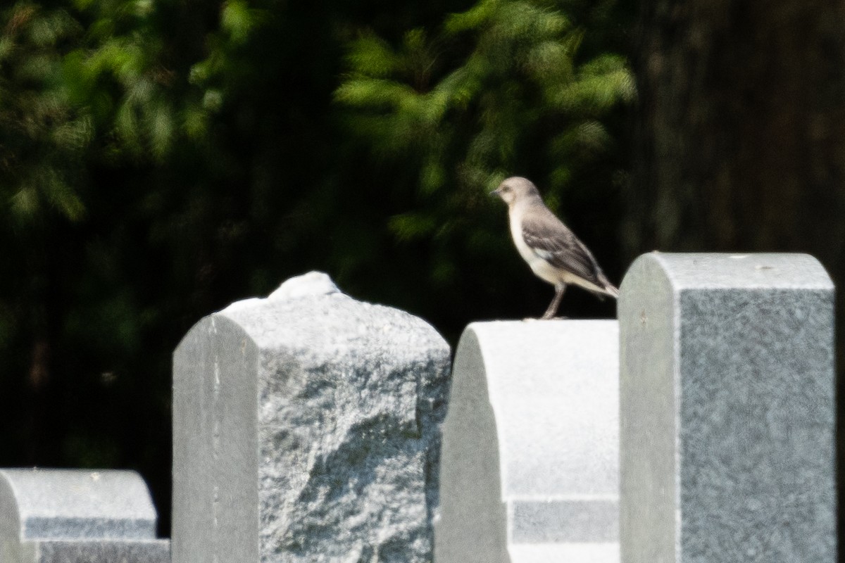 Northern Mockingbird - ML636426708