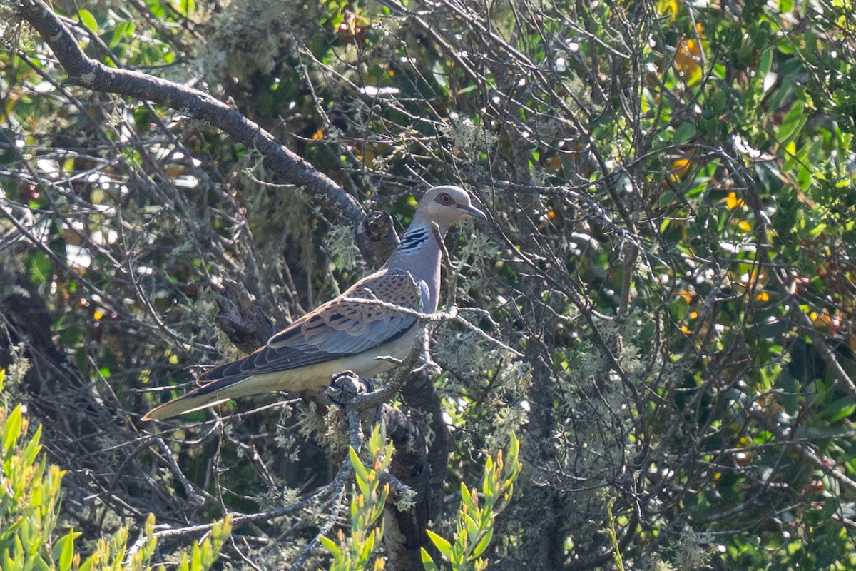 European Turtle-Dove - ML636426719