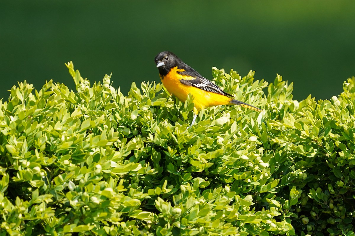 Baltimore Oriole - ML636426720