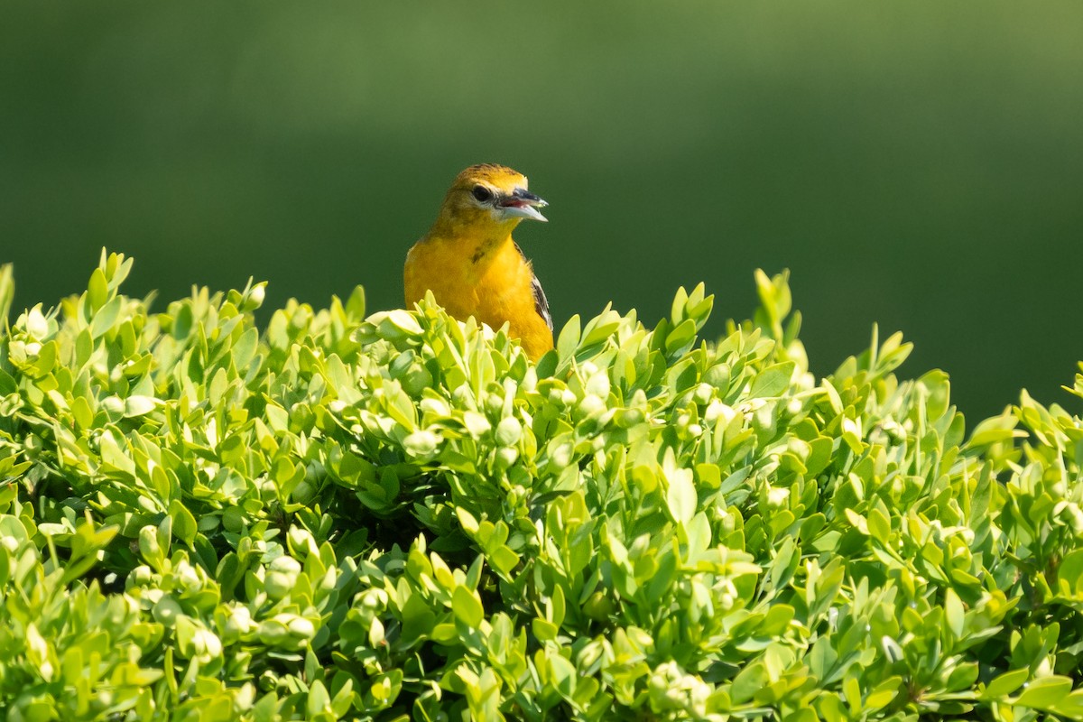 Baltimore Oriole - ML636426725