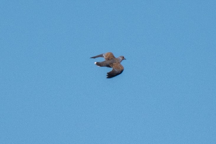 European Turtle-Dove - ML636426727