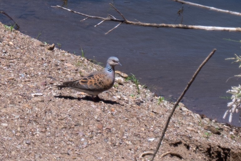 European Turtle-Dove - ML636426730