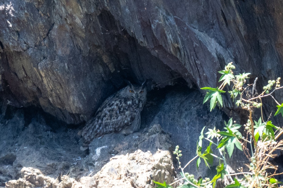Eurasian Eagle-Owl - ML636426736