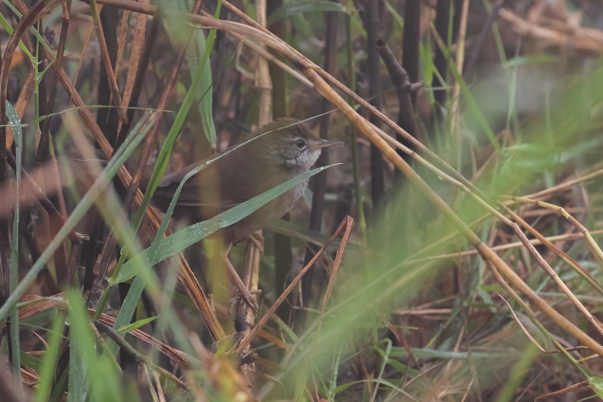 West Himalayan Bush Warbler - ML636426738