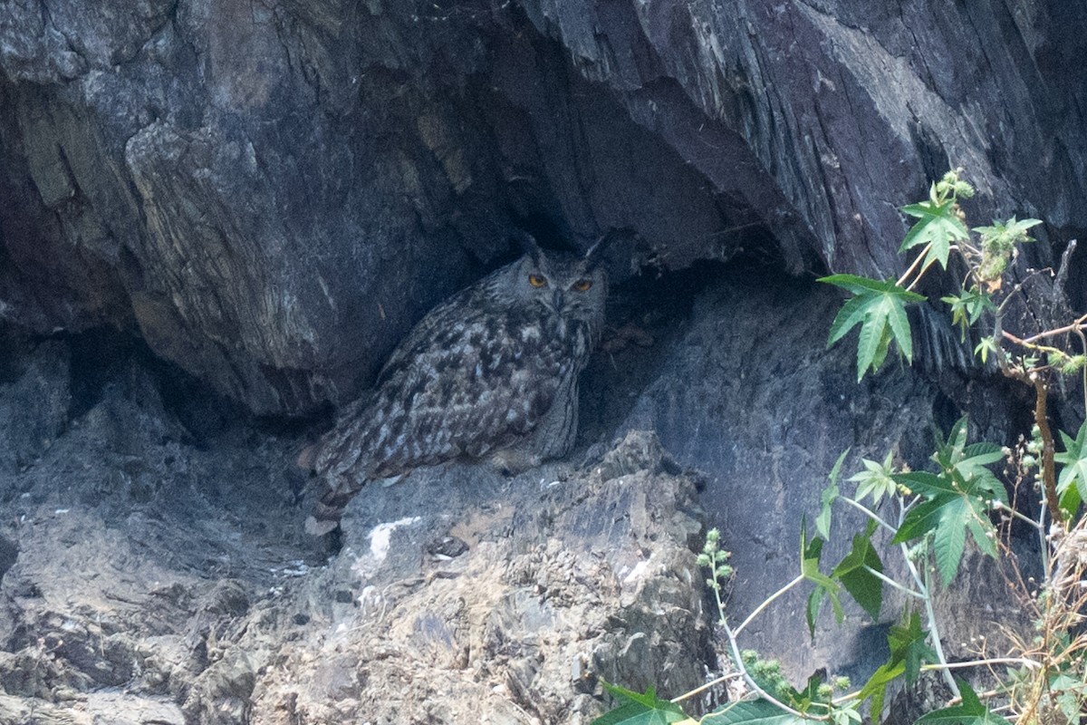 Eurasian Eagle-Owl - ML636426739