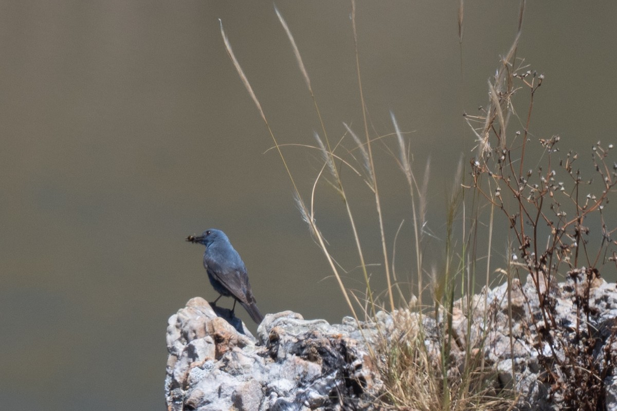 Blue Rock-Thrush - ML636426767