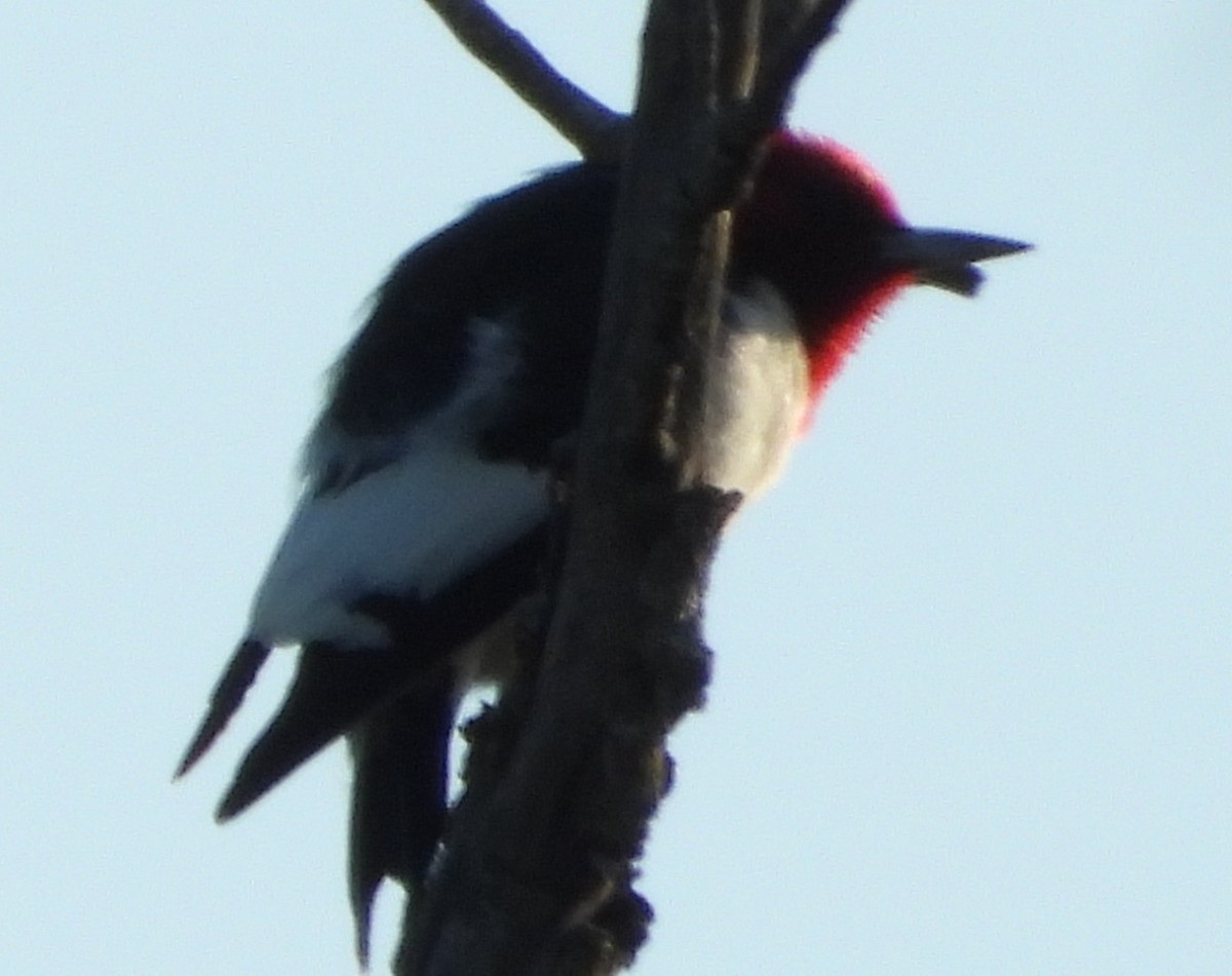 Red-headed Woodpecker - ML636426880