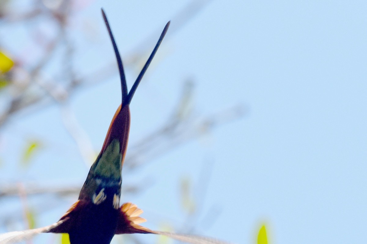 Fiery Topaz - ML636426908