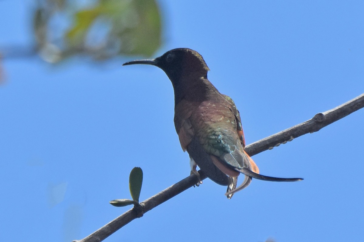 Fiery Topaz - ML636426909