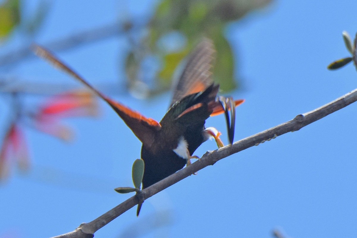 Fiery Topaz - ML636426910