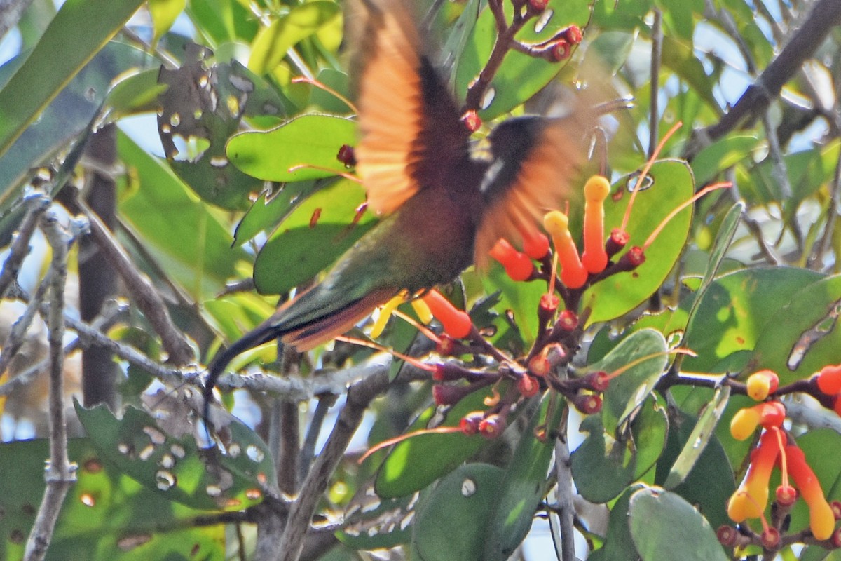 Fiery Topaz - ML636426912