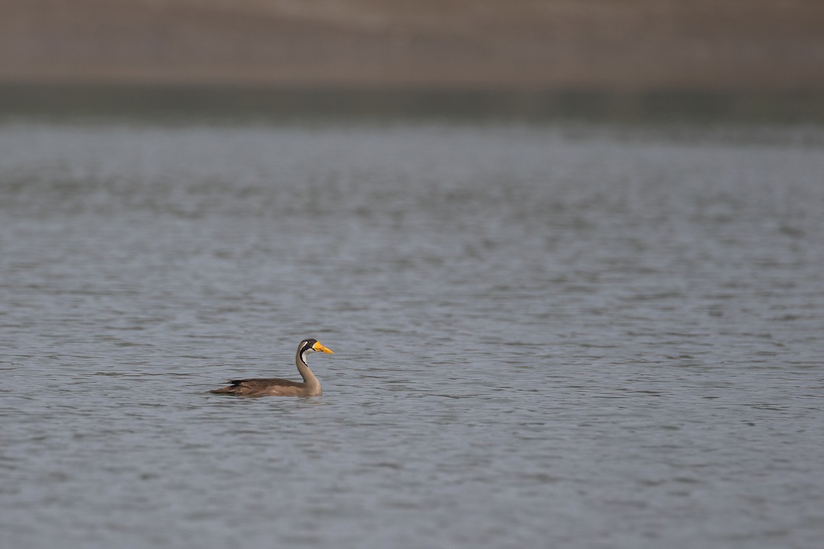 Masked Finfoot - ML636426951