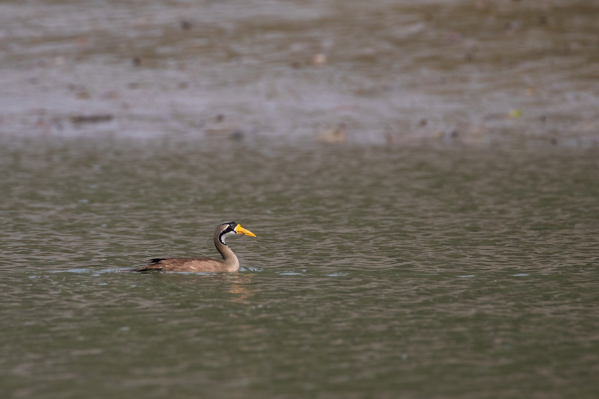 Masked Finfoot - ML636426952