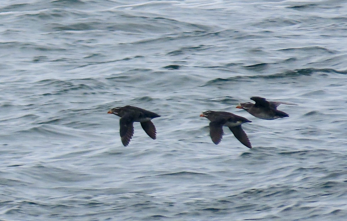 Rhinoceros Auklet - ML636426986