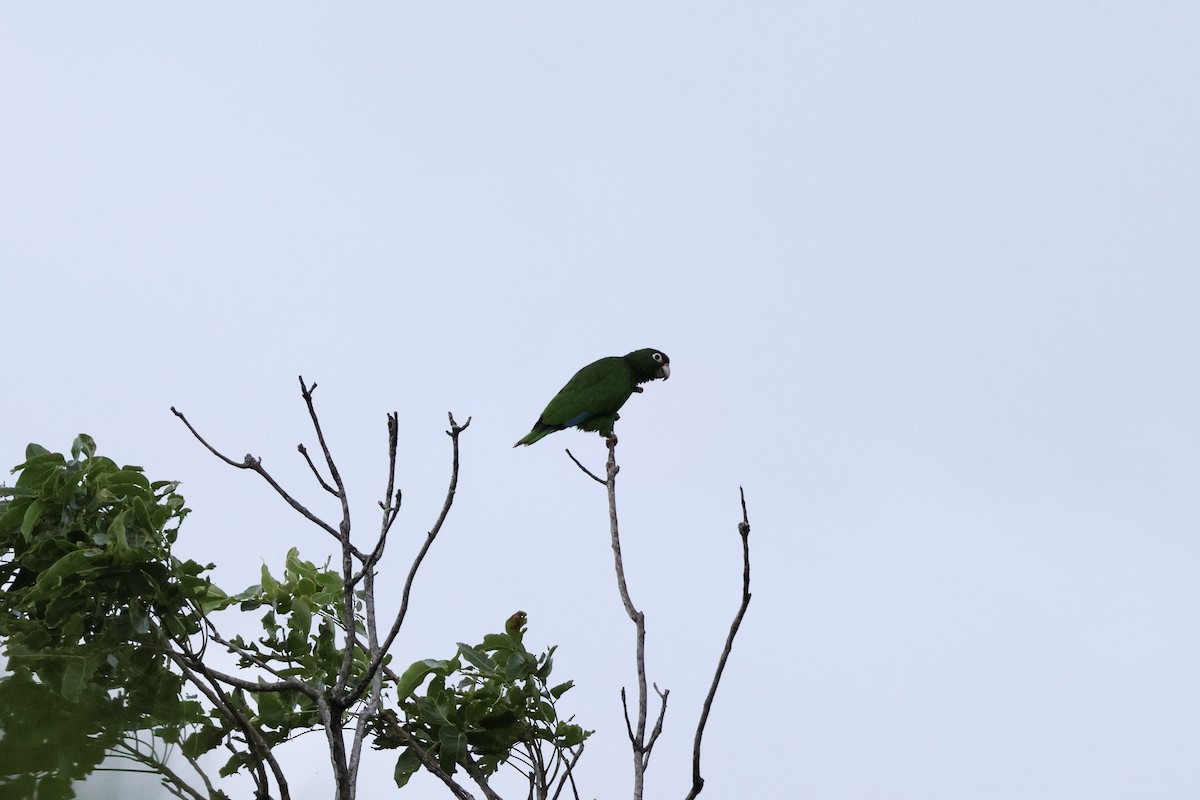 Puerto Rican Amazon - ML636427077