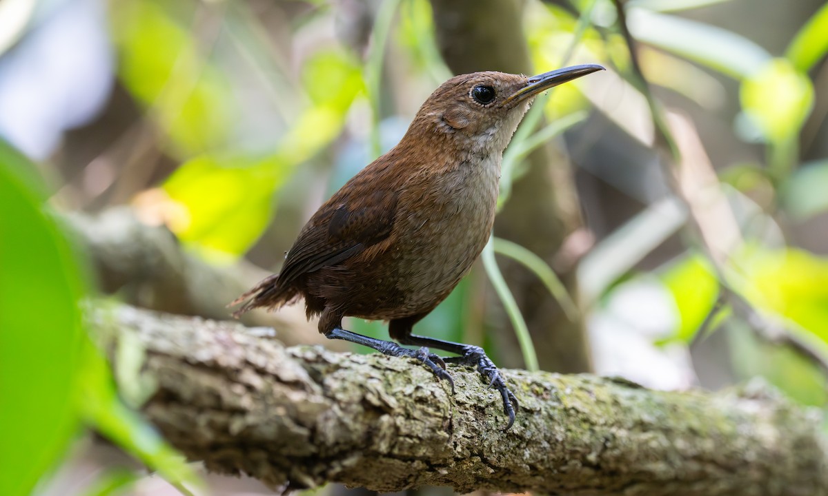 Nava's Wren - ML636427117