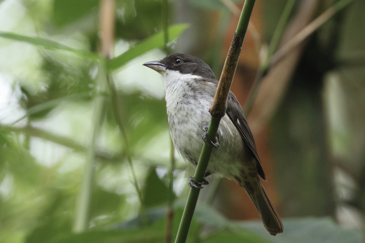 Puerto Rican Tanager - ML636427127