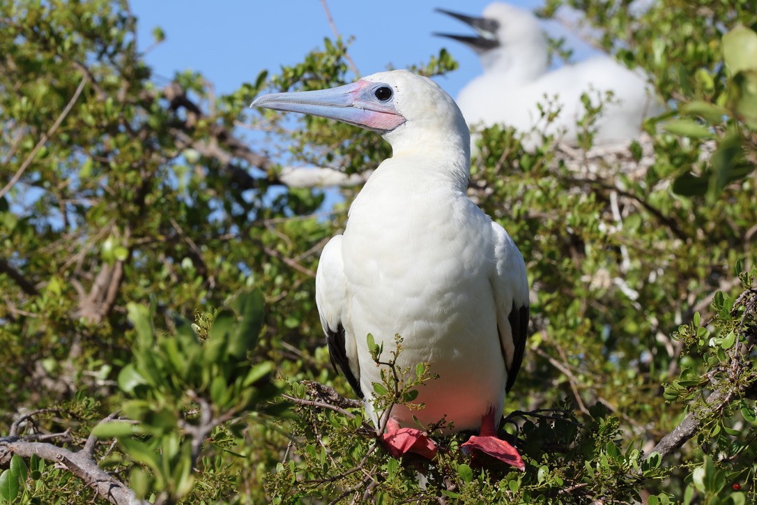 Red-footed Booby - ML636427315