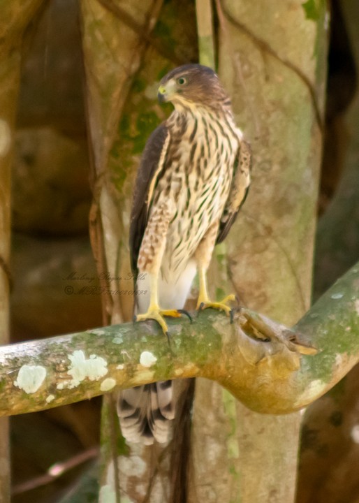 Gundlach's Hawk - ML636427324