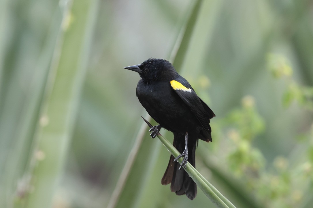 Yellow-shouldered Blackbird - ML636427327