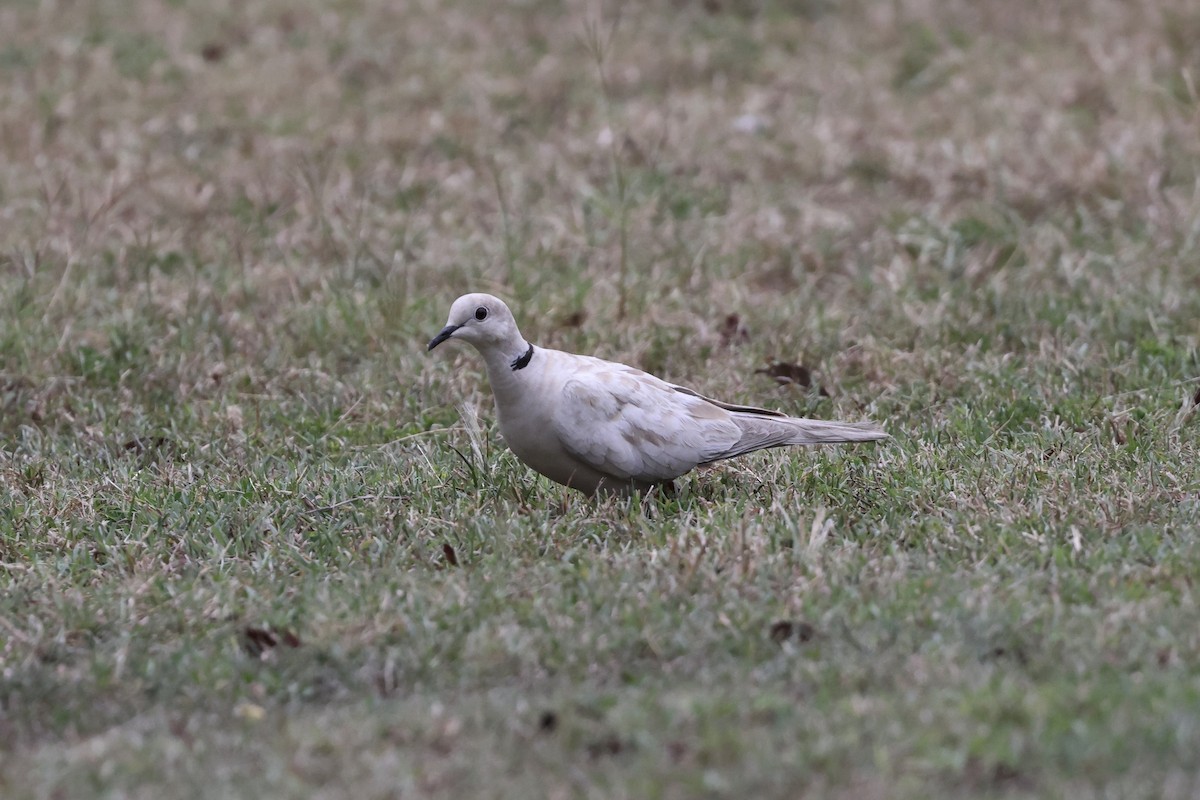 African Collared-Dove - ML636427367