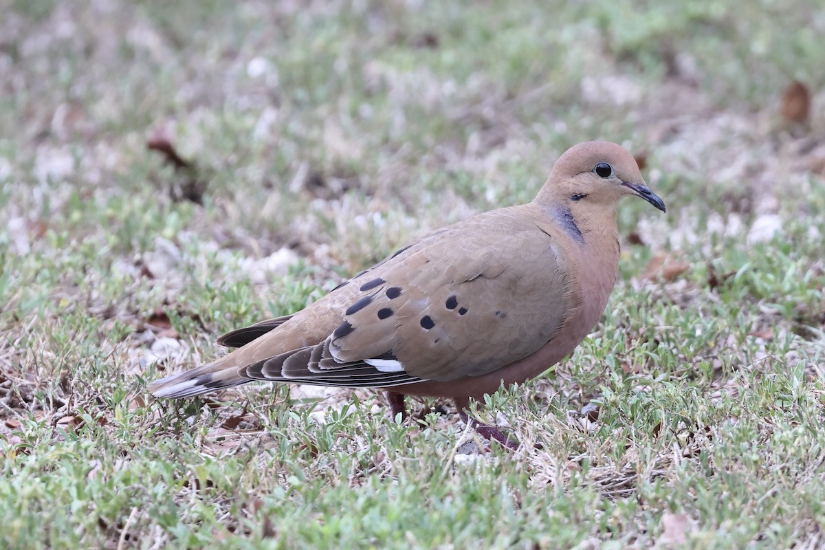 Zenaida Dove - ML636427376