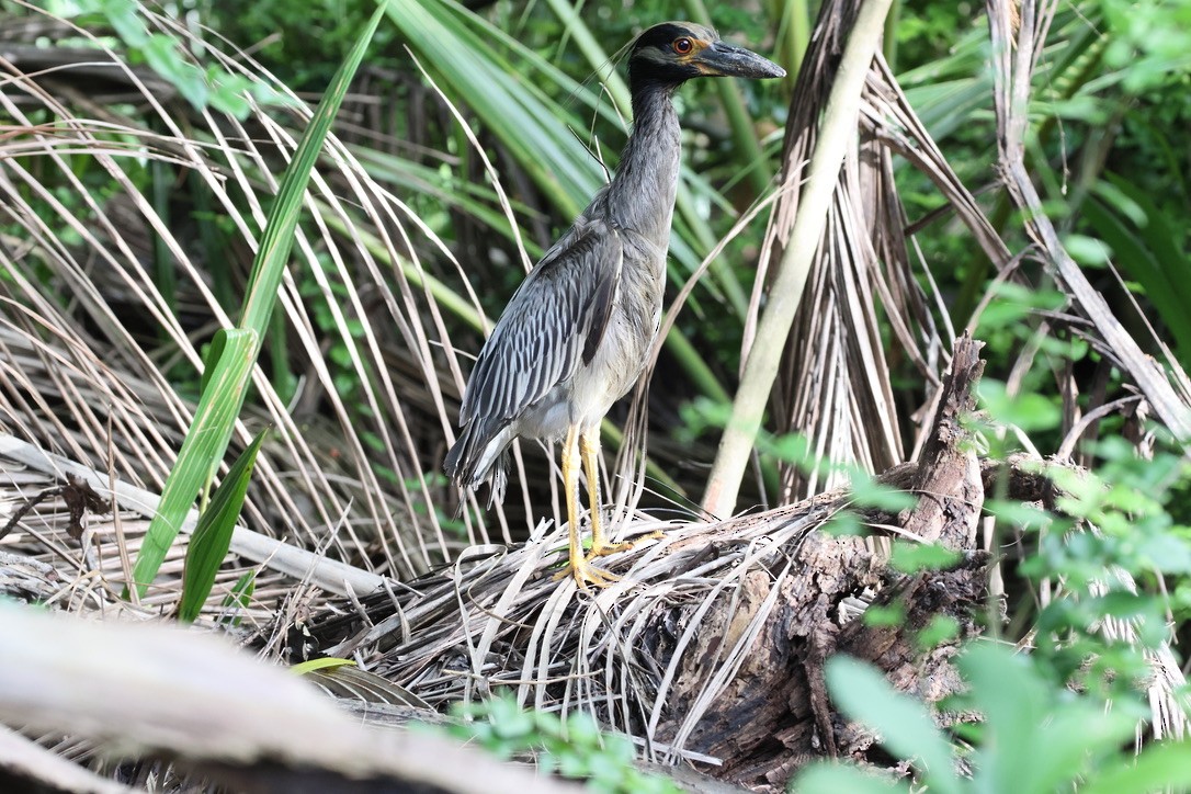 Yellow-crowned Night Heron - ML636427381
