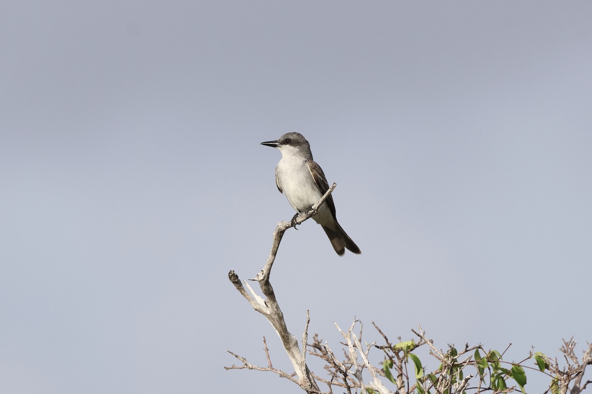 Gray Kingbird - ML636427386