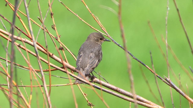 European Starling - ML636427465