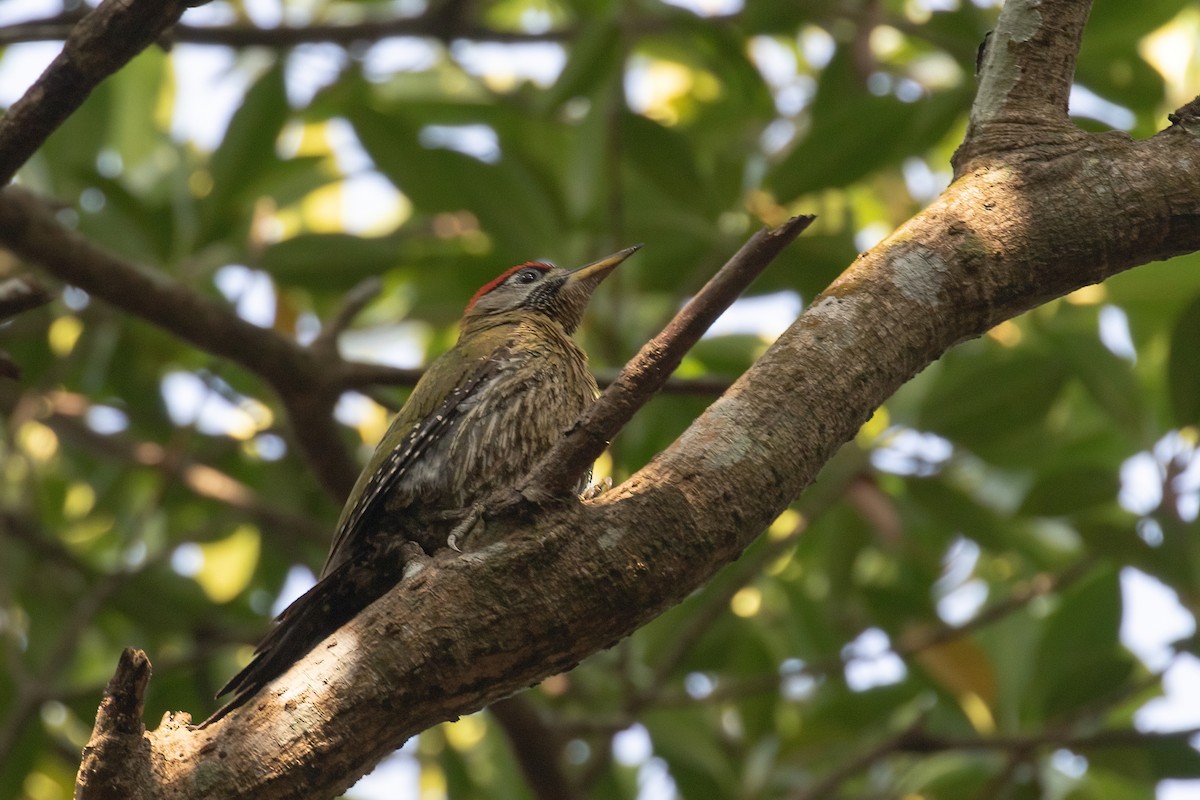 Streak-breasted Woodpecker - ML636427496