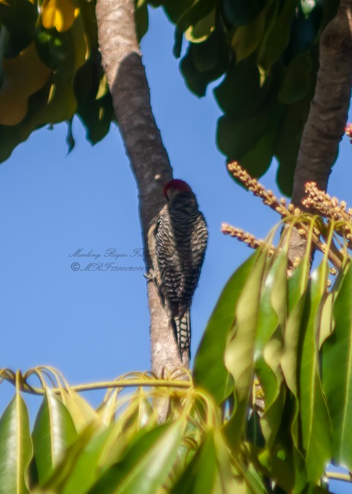 West Indian Woodpecker - ML636427593