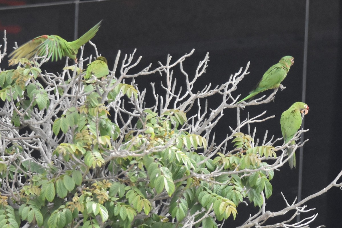 Cordilleran Parakeet - ML636427672