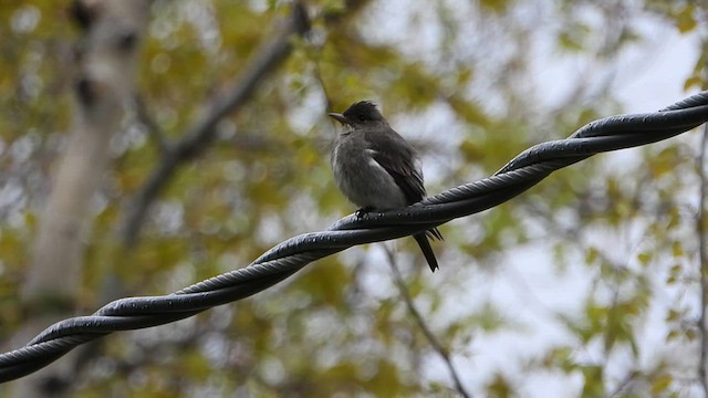 Olive-sided Flycatcher - ML636427774