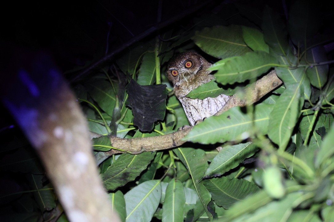 Puerto Rican Owl - ML636427821