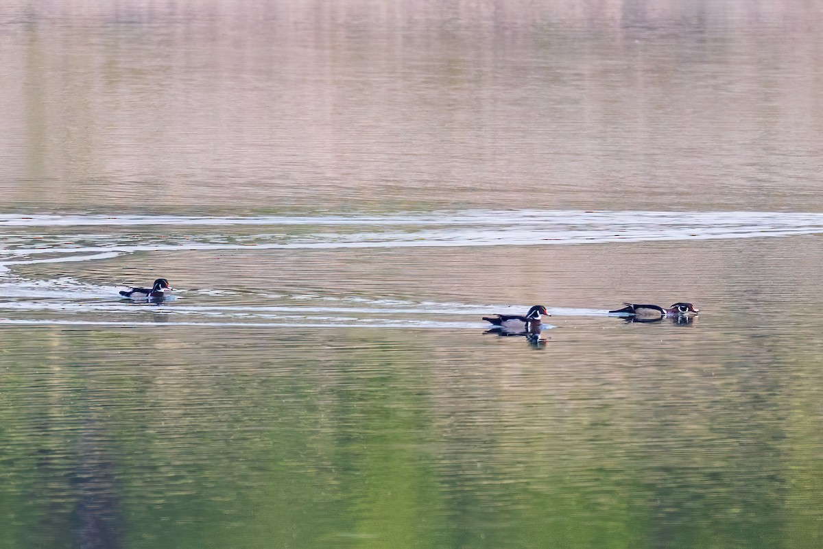 Wood Duck - ML636427838